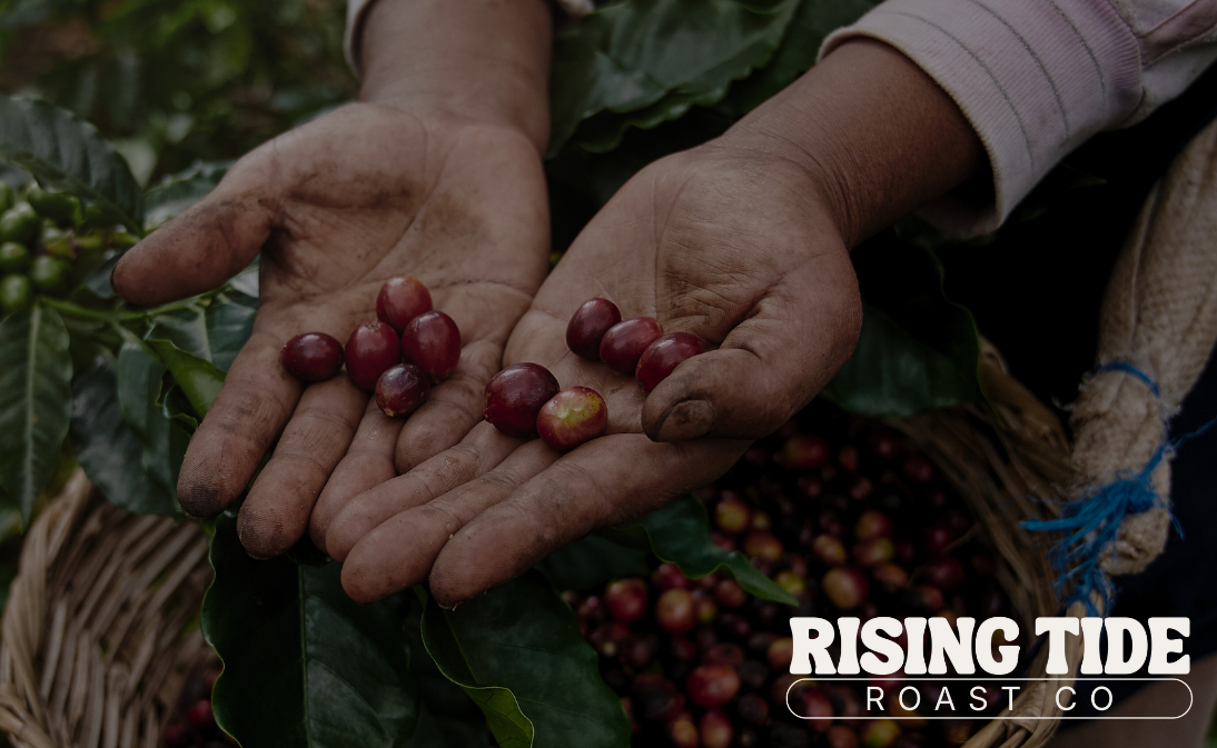 Hands holding coffee beans with a basket of coffee cherries and 'Rising Tide Roast Co' logo.