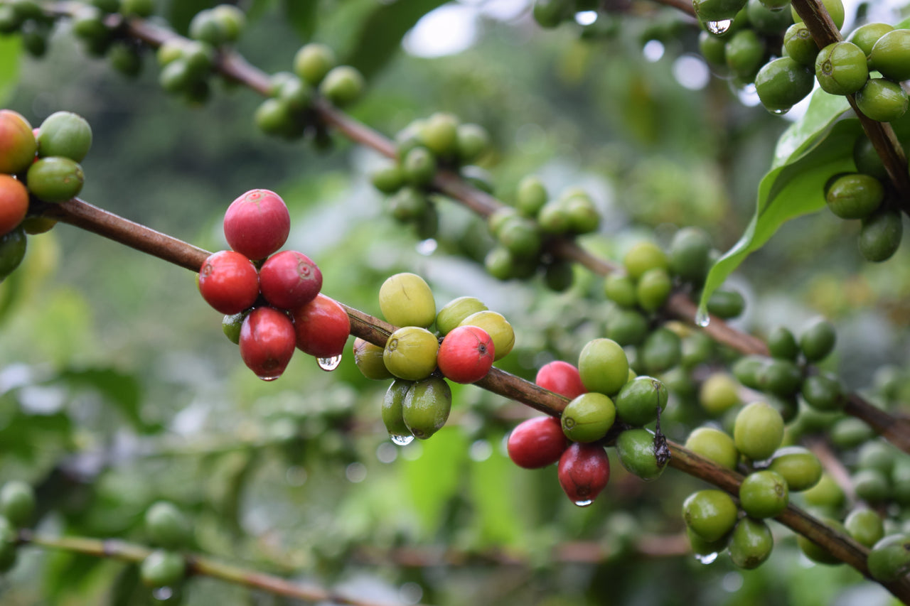 Single Origin Colombia 10oz Bag