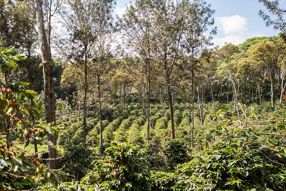 Mexico Sugarcane Decaf 10oz Bag